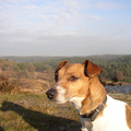 Uitzicht op het bos waar we vaak wandelen!