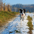 Border-collie Chablis, Reu, 14-09-2007, rent over boerenpad.