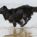 benji rent door het water