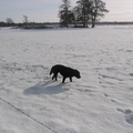 het was winter en Nousca vind sneeuw echt heerlijk!!! :D