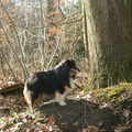 Ik heb het geluk dat ik op 10 minuten lopen van mijn huis al in een hele mooie omgeving loop met mijn honden. Dit noemen we 