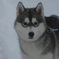 Siberische Husky