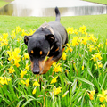 Deze foto heb ik genomen in het park ik wilde  het perk narcissen fotograferen en lag op de grond mijn Jack Russel die los liep zag dit en .... hups sprong over de narcissen naar mij toe. Het was met recht een sprong naar de lente!


