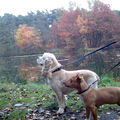 Gina en Eva op de Brunsummerheide in de herfst =]