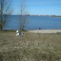 Onze AB pup lekker uitwaaien op het strand