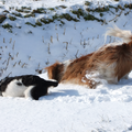 Nou als dit geen graven is !
In de afgelopen winter,met erg veel sneeuw ,roken mijn honden diep onder de sneeuw toch wel iets heeeeeel interesants! Sem, zo klein als hij was(hier ong.6 mnd.) deed met zijn grote broer dapper mee!