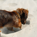 Onze Teckelpup Poeffie op zoek naar schatten op het strand van Westende...