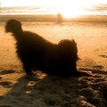 Mac Ghandor lekker graven op het strand in Scheveningen