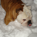 tyson zoeken in de sneeuw naar zijn witte honde bot!!
(dat wordt lang zoeken dus)