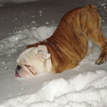 Tyson zoeken naar zijn witte honde bot in de sneeuw!! 
(dat wordt dus lang zoeken)