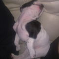 Hier onze franse bulldog Gee 4 dagen bij ons en voelt zich al helemaal thuis. Dit is zijn nieuwe manier van slapen.. Hij vond het heerlijk want snurkte er lekker bij 
