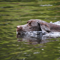 Labrador