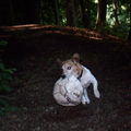 Spikey heeft een bal gevonden tijdens het wandelen!