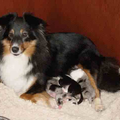 Onze Zsu-Zsu (inmiddels helaas overleden) was een supermama. Kon echt lekker liggen luieren met haar pups.....