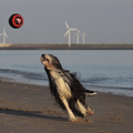 lekker vol gaan op het strand met een bal.