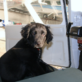 Onze hond Cessna gaat graag mee in een Cessna.
