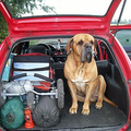 Een aantal jaren geleden gingen wij op vakantie, tijdens het inpakken van de auto bedacht onze hond, die jammer genoeg inmiddels overleden is, zich geen moment, hij wilde ook mee. 
