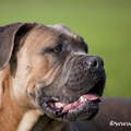 Cane Corso Italiano