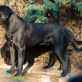 Cane Corso Italiano