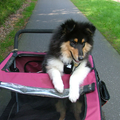 Quinten als pup vond het echt heerlijk in de fietskar. De wereld bekijken met die trouwe honden ogen. Het was altijd een hele klus om hem te vertellen dat hij netjes moest zitten.