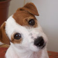 Jack Russell Terrier