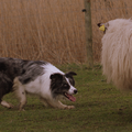 Wat is er mooier dan in Holland tijdens het koude weer aan de gang te zijn met je hond.