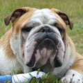 Engelse Bulldog