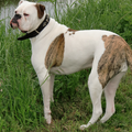 Amerikaanse Bulldog