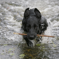 Flat Coated Retriever