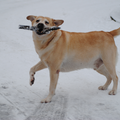 Benji houdt ervan om te spelen in de sneeuw!!