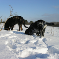 2 struisvogels! Ze hadden iets geroken onder de sneeuw!
Dax heeft een betere vacht dan Aisha. De sneeuw smelt niet op hem, Aisha wordt nat en hij hangt vol sneeuwklonters :D