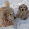 Onze Golden Retriever dame Djune, met onze nieuwe pup Teun. Lekker samen in de sneeuw spelen tijdens de kerst