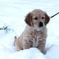 Onze 8 weken oude pup voor het eerst in de sneeuw, en hij vond het lekker. Natuurlijk zijn we niet te lang buiten geweest, maar is hij mooi of niet???