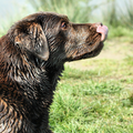 Labrador