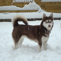 Siberische Husky