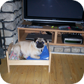 Dit is onze mops zijn lievelingsactiviteit :-)