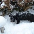 de eerste sneeuw bui die sky mee maakt