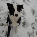 na de eerste kennismaking, wou hij niets anders meer dan in de sneeuw ravotten.
zijn hangend oortje vind k zo schattig en is hier goed op te zien =D