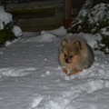 Pip is zo gek op sneeuw dat hij niet meer naar binnen wil. Hij gaat lekker in de sneeuw liggen spelen!