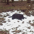 hij ligt in de sneeuw en eet sneeuw!!
