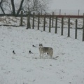 Dit is mijn siberische husky in de sneeuw samen met een paar vogeltjes :p dit is haar eigen weide:)