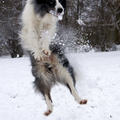 Dano en zijn sneeuwbal, o wat vind ie dat prachtig....