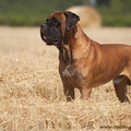 Cane Corso Italiano