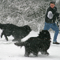 Heerlijk die sneeuw, de jongens waren altijd in hun element!! Hier rennen ze lekker achter de baas aan :-)