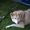 Saarloos Wolfhond