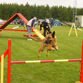 Mijn super(agility)hond die er helaas niet meer is