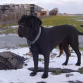 Cane Corso Italiano