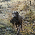 Luna op de Jachtproef