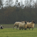 Zoals het hoort, dit is het ultieme voor een border collie....