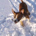 baasje wil een mooie fotot in de sneeuw waarop ik stil sta? daar heb ik dus even geen zin in, ik ga maar is lekker gek doen!